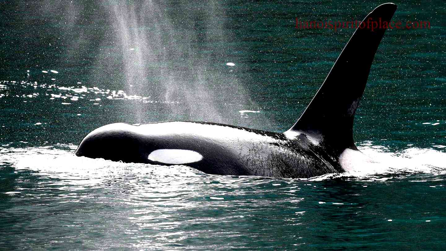 Section 1: The Enchanting Habitat of Orca Whales